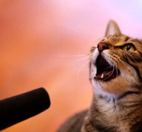 Το smile βίντεο της ημέρας - Γάτα... καλλιτέχνης τραγουδάει μαζί με το αφεντικό της