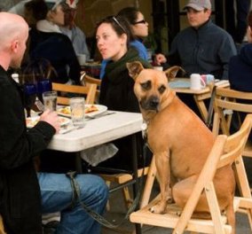 Πέντε «pet friendly» αθηναϊκά στέκια για καφέ και φαγητό: Για να πάτε με το σκύλο ή την γάτα σας έξω‏!