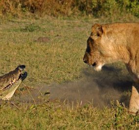 Απίστευτο βίντεο: Κροκόδειλος εναντίον λιονταριού σε Εθνικό Πάρκο της Ν. Αφρικής!