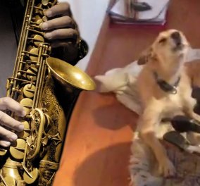 Το βίντεο της ημέρας: Σκύλος καλλιτέχνης τραγουδάει με τη συνοδεία σαξοφώνου! Δικός σας! 