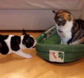 Το βίντεο της ημέρας: Ένα χαριτωμένο κουταβάκι προσπαθεί να ανακτήσει το κρεβάτι του από μια αυταρχική γάτα! Πού ποντάρετε;