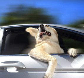 Smile: Σκύλος ''χαλαρώνει'' πηγαίνοντας βόλτα με ένα... αμάξι & ξαφνιάζοντας τους περαστικούς! (Βίντεο)