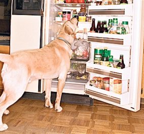 Το βίντεο της ημέρας: Ο σκύλος που κλέβει φαγητό από το ψυγείο!
