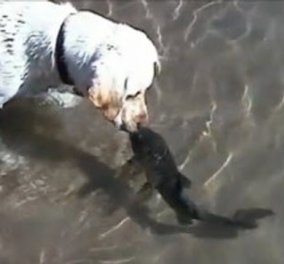 Σκύλος φιλάει ψάρι & στη συνέχεια κολυμπάει μαζί του -Το τρυφερό βίντεο που σαρώνει στο διαδίκτυο!