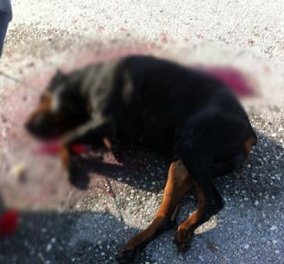 Απίστευτη κτηνωδία στα Χανιά: Εκτέλεσαν εξ’ επαφής δεμένο ροντβάιλερ (πολύ σκληρές εικόνες)