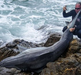 Νοτιοαφρικανός ψαράς ο πρώτος άνθρωπος στον κόσμο που καταδικάστηκε γιατί σκότωσε ένα τεράστιο λευκό καρχαρία ( φωτογραφίες) - Κυρίως Φωτογραφία - Gallery - Video