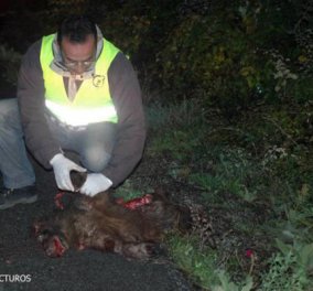 Ακόμα ένα αρκουδάκι νεκρό σε τροχαίο... - Κυρίως Φωτογραφία - Gallery - Video