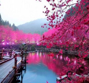 Ανοιξιάτικες εικόνες από την «λίμνη με τις κερασιές»! - Κυρίως Φωτογραφία - Gallery - Video