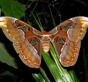 Μια πεταλούδα… Τιτάνας για να πετάξετε μαζί της ψηλά - Ονειρεμένες φωτογραφίες