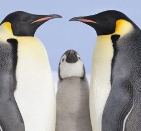 Σίδνεϊ: 44.000 πουλόβερ συγκεντρώθηκαν για να ζεστάνουν 32.00 πιγκουίνους - Κυρίως Φωτογραφία - Gallery - Video