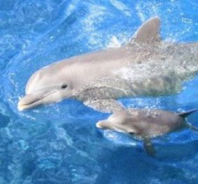Μάνα είναι μόνο μία κι ας είναι δελφίνι -το συγκλονιστικό βίντεο: μανούλα δελφίνι κουβαλάει το νεκρό μωρό της! - Κυρίως Φωτογραφία - Gallery - Video