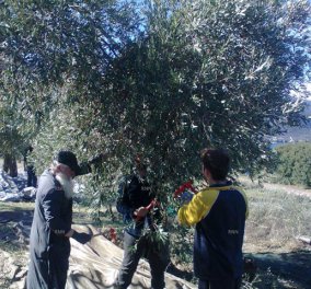 Να και ένας Μητροπολίτης ο Θηβών καλό παράδειγμα : μαζεύει ελιές για τους φτωχούς