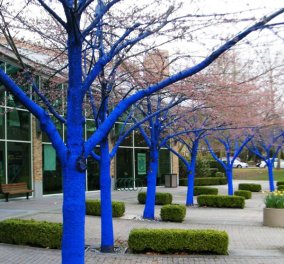 Τα δέντρα στις πόλεις… βάφονται μπλε! (εικόνες) - Κυρίως Φωτογραφία - Gallery - Video
