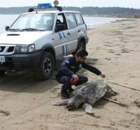 Η θάλασσα ξέβρασε μια τεράστια χελώνα καρέτα-καρέτα 2 μέτρα!‏ - Κυρίως Φωτογραφία - Gallery - Video