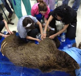 Δυστυχώς δεν τα κατάφερε η αρκούδα που είχε τραυματιστεί σε τροχαίο... - Κυρίως Φωτογραφία - Gallery - Video