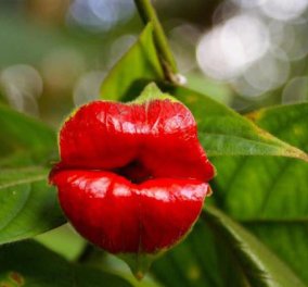 Psychotria Elata: Προσοχή μην μπερδευτείτε και το φιλήσετε γιατί... δαγκώνει! (φωτό) - Κυρίως Φωτογραφία - Gallery - Video