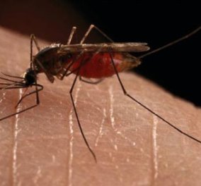 Μήπως φταίτε εσείς που σας τσιμπούν τα κουνούπια; Όλοι οι λόγοι που σας κάνουν ελκυστικούς... στο κουνουποτσίμπημα - Κυρίως Φωτογραφία - Gallery - Video