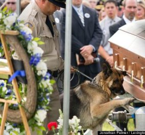 Ο συγκινητικός και τόσο «ανθρώπινος» αποχαιρετισμός του αστυνομικού σκύλου Φίγκο στο αφεντικό του που σκοτώθηκε στο καθήκον (φωτό) - Κυρίως Φωτογραφία - Gallery - Video