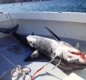 Καρχαρίας ανέβηκε σε σκάφος και έφαγε τα πάντα μπροστά στους δύο έντρομους ψαράδες! - Κυρίως Φωτογραφία - Gallery - Video