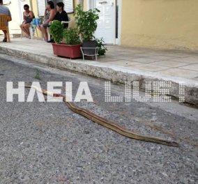 Και τα φίδια πήραν τους δρόμους λόγω ζέστης στον Πύργο και στην Αμαλιάδα - Κυρίως Φωτογραφία - Gallery - Video