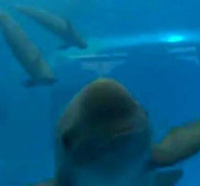 Save the smiling dolphin: Σε εξαφάνιση το δελφίνι που χαμογελά! (βίντεο)  - Κυρίως Φωτογραφία - Gallery - Video