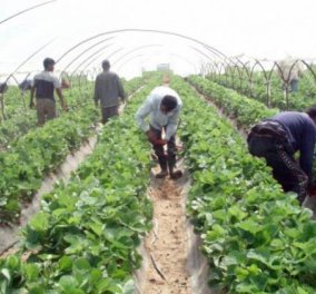 Ηλεία: Ούτε 10 Έλληνες δεν έκαναν αίτηση για τις 4250 που προκήρυξε ο ΟΑΕΔ για το μάζεμα της φράουλας!‏ - Κυρίως Φωτογραφία - Gallery - Video