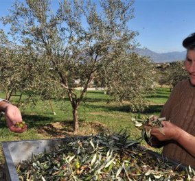 Good news: Το ελληνικό ελαιόλαδο κερδίζει έδαφος - 10% αύξηση εξαγωγών χάρις και στην μείωση παραγωγής της Ισπανίας!‏ - Κυρίως Φωτογραφία - Gallery - Video