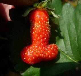 Smile: Μία γιγαντιαία φράουλα μοιάζει με... Ωχ, κοκκίνισα! Δείτε την! - Κυρίως Φωτογραφία - Gallery - Video