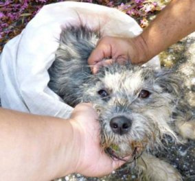 Έτσι μπράβο:Η πιο μεγάλη χρηματική ποινή για κακοποίηση ζώου-31.200 ευρώ πρόστιμο από τον Δήμο Κιλκίς επειδή πέταξε το σκυλί του! - Κυρίως Φωτογραφία - Gallery - Video