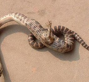 Μπρρρρρ:  Φίδι με πόδι﻿α - Ανακαλύφθηκε στην Κ﻿ίνα! - Κυρίως Φωτογραφία - Gallery - Video