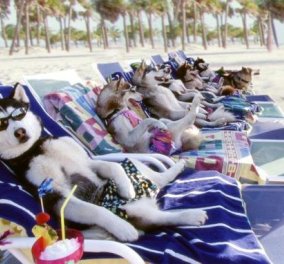 Η σκυλίσια ζωή το καλοκαίρι - Όλα όσα πρέπει να ξέρετε και να ακολουθείτε για να νοιώθει καλά ο σκύλος σας με τη ζέστη  - Κυρίως Φωτογραφία - Gallery - Video