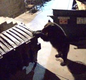Εκπληκτικό βίντεο: Δείτε μια αρκούδα που αναζητώντας φαγητό, «κλέβει» ολόκληρο κάδο απορριμμάτων από εστιατόριο! (φωτό & βίντεο) - Κυρίως Φωτογραφία - Gallery - Video