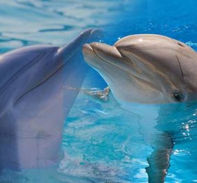 Aπλά υπέροχο: Η στιγμή της γέννησης ενός δελφινιού και οι πόνοι τοκετού της μαμάς - δελφίνι! (βίντεο) - Κυρίως Φωτογραφία - Gallery - Video