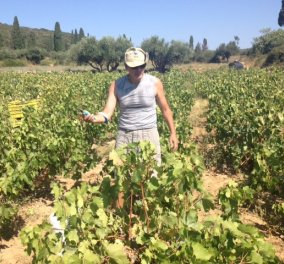 Σας καλημερίζω από τον τρύγο στα Κυπριωτιάνικα Κυθήρων - μία συγκλονιστική εμπειρία -Πάω γι' αγρότισσα! - Κυρίως Φωτογραφία - Gallery - Video