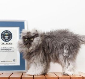 Ο «συνταγματάρχης Μιάου» είναι ο γάτος με το πυκνότερο τρίχωμα στον κόσμο και «τιμάται» με ρεκόρ Γκίνες !  - Κυρίως Φωτογραφία - Gallery - Video