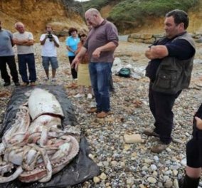 Γιγάντιο καλαμάρι μήκους 9 μέτρων ξεβράστηκε σε παραλία της Ισπανίας (εικόνες-βίντεο) - Κυρίως Φωτογραφία - Gallery - Video