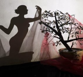  Ο Teodosio Sectio Aurea δίνει ζωή στα παλιά κομμάτια σιδήρου και ''ζωγραφιζει'' ένα έργο τέχνης την Akina χρησιμοποιώντας ως «μπογιά» την σκιά από τα κλαδιά και εντυπωσιακά ανθισμένα πέταλα! - Κυρίως Φωτογραφία - Gallery - Video
