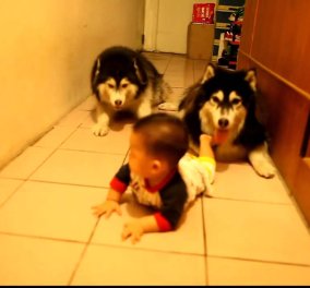 Τι γλυκό βίντεο: δύο λυκόσκυλα μιμούνται ένα μωράκι που μπουσουλάει!  - Κυρίως Φωτογραφία - Gallery - Video