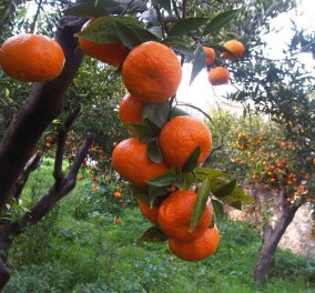 Το φανταστικό μανταρίνι Χίου έγινε ΠΟΠ και το αξίζει! - Κυρίως Φωτογραφία - Gallery - Video