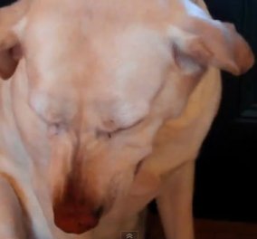 Δείτε μια τόσο ανθρώπινη αντίδραση ενός σκύλου που... «παραδέχεται» ότι έκανε «αταξία» (βίντεο) - Κυρίως Φωτογραφία - Gallery - Video