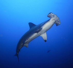 Ανακάλυψαν νέο είδος σφυροκέφαλου καρχαρία στον Ατλαντικό - Κυρίως Φωτογραφία - Gallery - Video