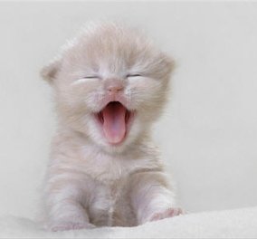 10 γάτες όμορφες τσαχπίνες παιχνιδιάρες κοκέττες αξιολάτρευτες - Πάρτε θέση να τις δείτε!  - Κυρίως Φωτογραφία - Gallery - Video