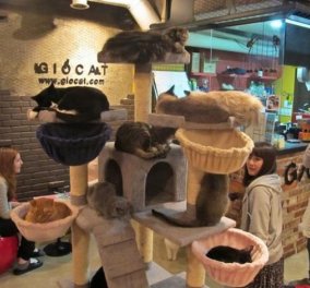 Έξυπνη ιδέα: Δείτε τι προσφέρει αυτό το καφέ στην Ιαπωνία-Οι επισκέπτες πληρώνουν για να...παίξουν με τις 20 γάτες του καταστήματος! (φωτό) - Κυρίως Φωτογραφία - Gallery - Video