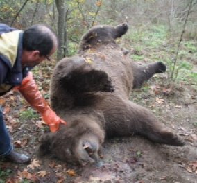 Νεκρή μια αρσενική αρκούδα  20 χρονών και βάρους  200-250 κιλών από πυροβόλο στην Καλαμπάκα (φωτό) - Κυρίως Φωτογραφία - Gallery - Video