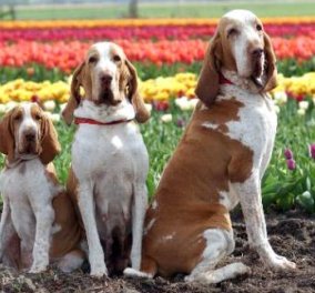 Εσείς γνωρίζατε αυτές τις 10 «άγνωστες» ράτσες σκυλιών; (φωτογραφίες) - Κυρίως Φωτογραφία - Gallery - Video