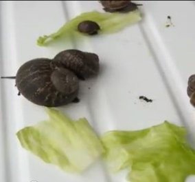 Συναρπαστικό βίντεο: Σαλιγκάρια την ώρα του...φαγητού τους! (βίντεο) - Κυρίως Φωτογραφία - Gallery - Video