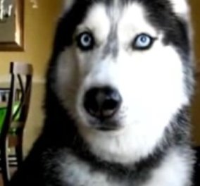 Αυτός ο σκύλος δεν υπάρχει - Λέει ''Ι love you'' στο αφεντικό του και άλλες 11 λέξεις! Μην το χάσετε! (βίντεο) - Κυρίως Φωτογραφία - Gallery - Video