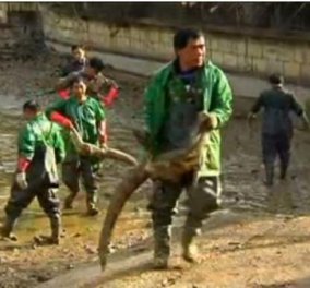 Μετέφεραν 8.000 αλιγάτορες με τα χέρια τους εργάτες σε εσωτερικές δεξαμενές στην Κίνα για να αποφύγουν το κρύο! (βίντεο) - Κυρίως Φωτογραφία - Gallery - Video