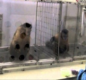 Εκπληκτικό βίντεο: ένα μαϊμουδάκι αντιδρά...εντελώς ανθρώπινα όταν καταλαβαίνει ότι το αδικούν! (βίντεο) - Κυρίως Φωτογραφία - Gallery - Video