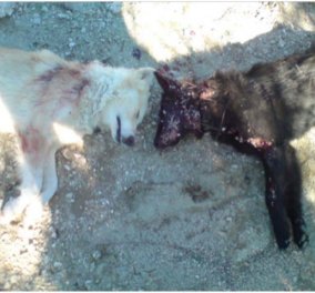 Απανθρωπιά στη Ρόδο: Βοσκοί σκοτώνουν τους σκύλους στον Αρχάγγελο  - Κυρίως Φωτογραφία - Gallery - Video